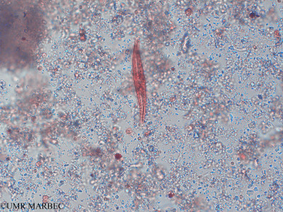 phyto/Pertuis Charentais/Tasdon_st7/PAMPAS 2019-2021/Gyrosigma sp2 (TASDON_St7_r1_28019-006).tif(copy)_thumb.jpg